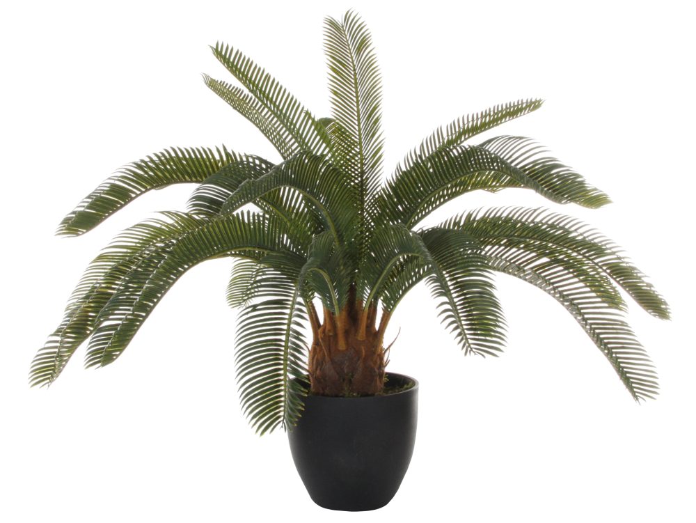 SHISHI Copac ornamental Cycas