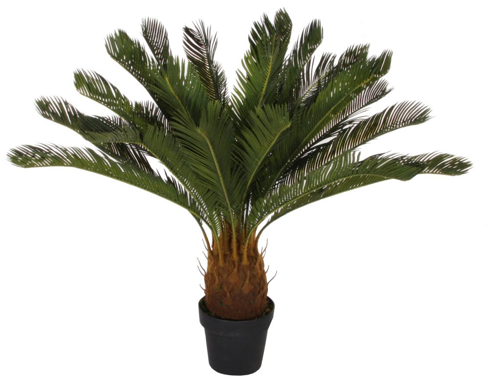 SHISHI Planta decorativa Cycas