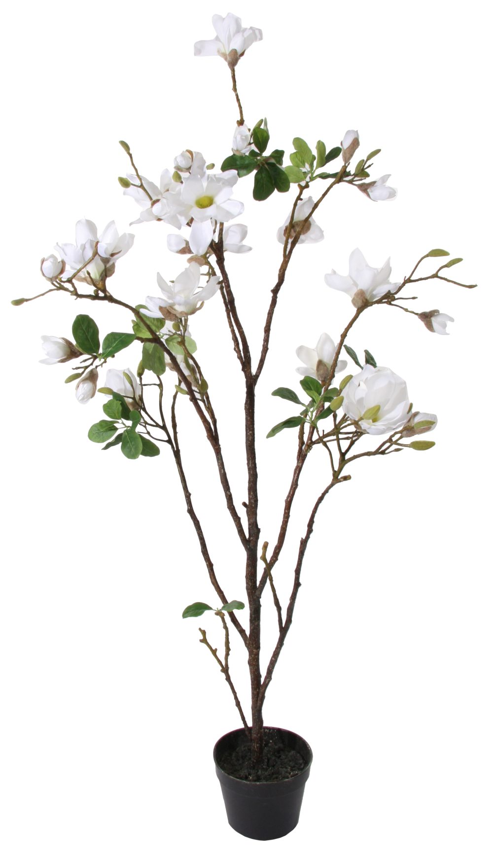 SHISHI Copac  decorativ Magnolie