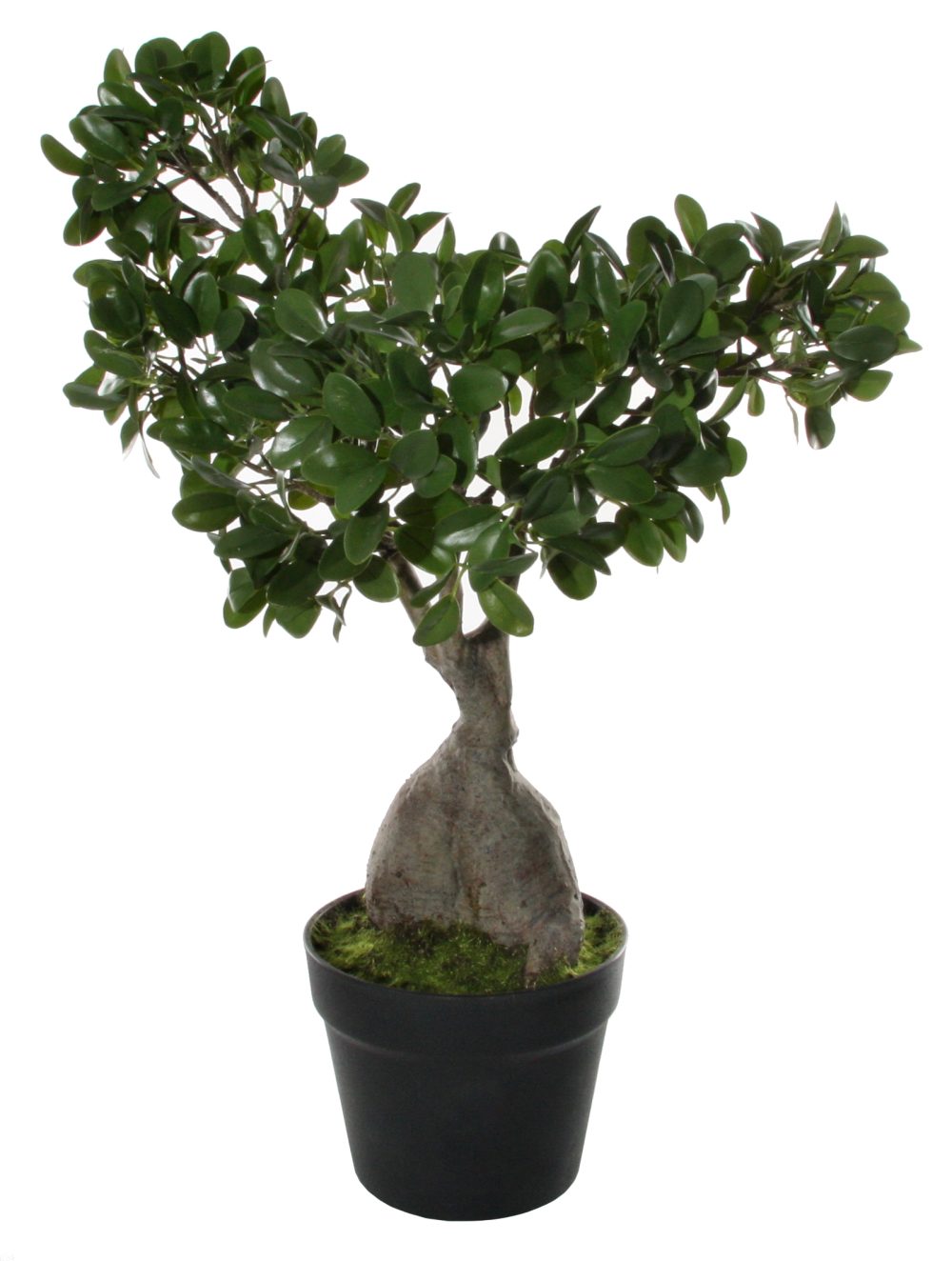 SHISHI Planta decorativa BONSAI  in ghiveci rotund