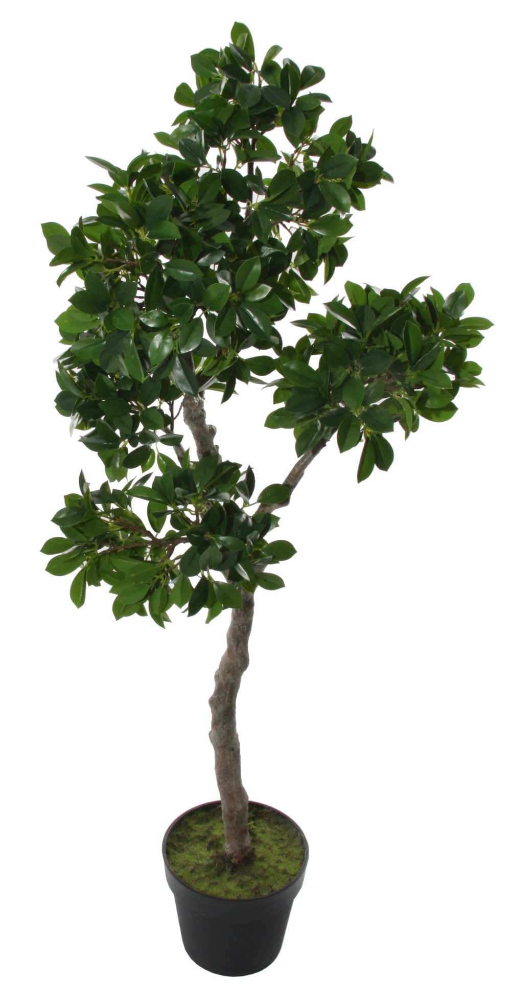 SHISHI Copacel decorativ Bonsai