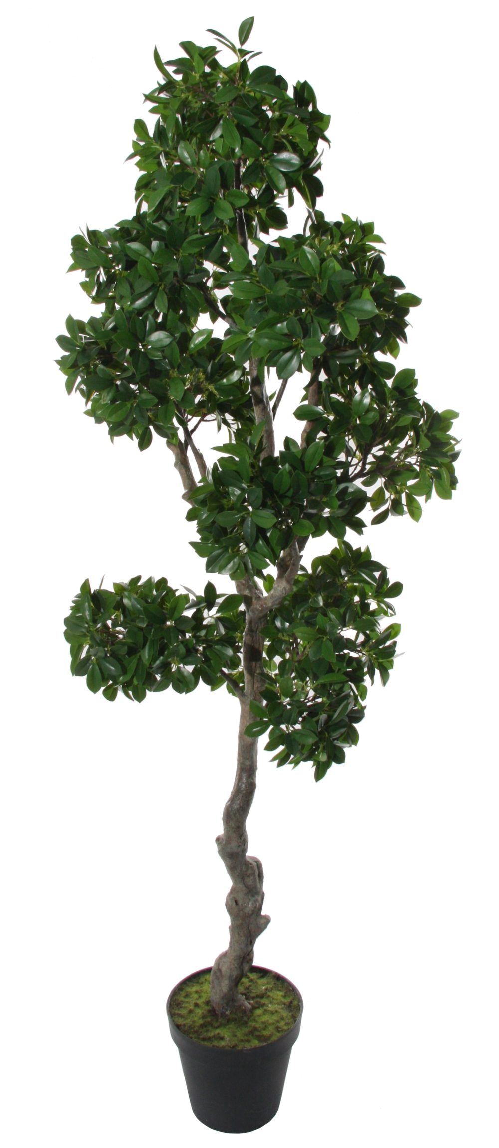 SHISHI Planta decorativa Bonsai