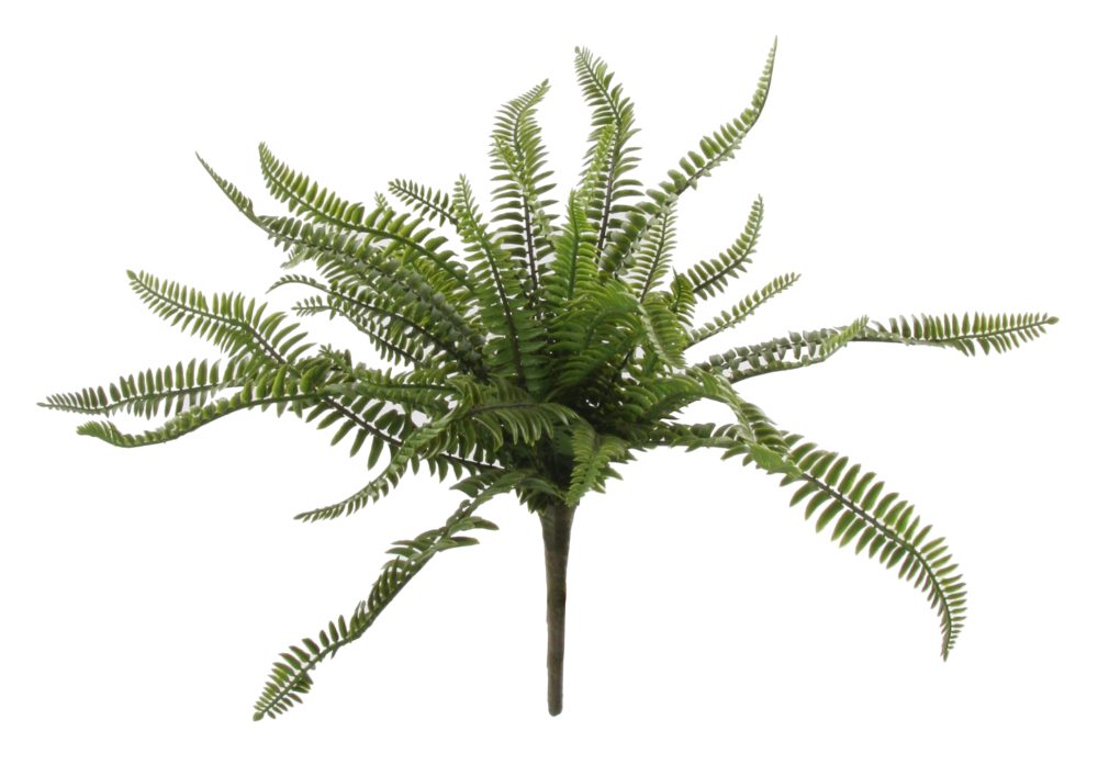 Plantă decorativă FERN Green