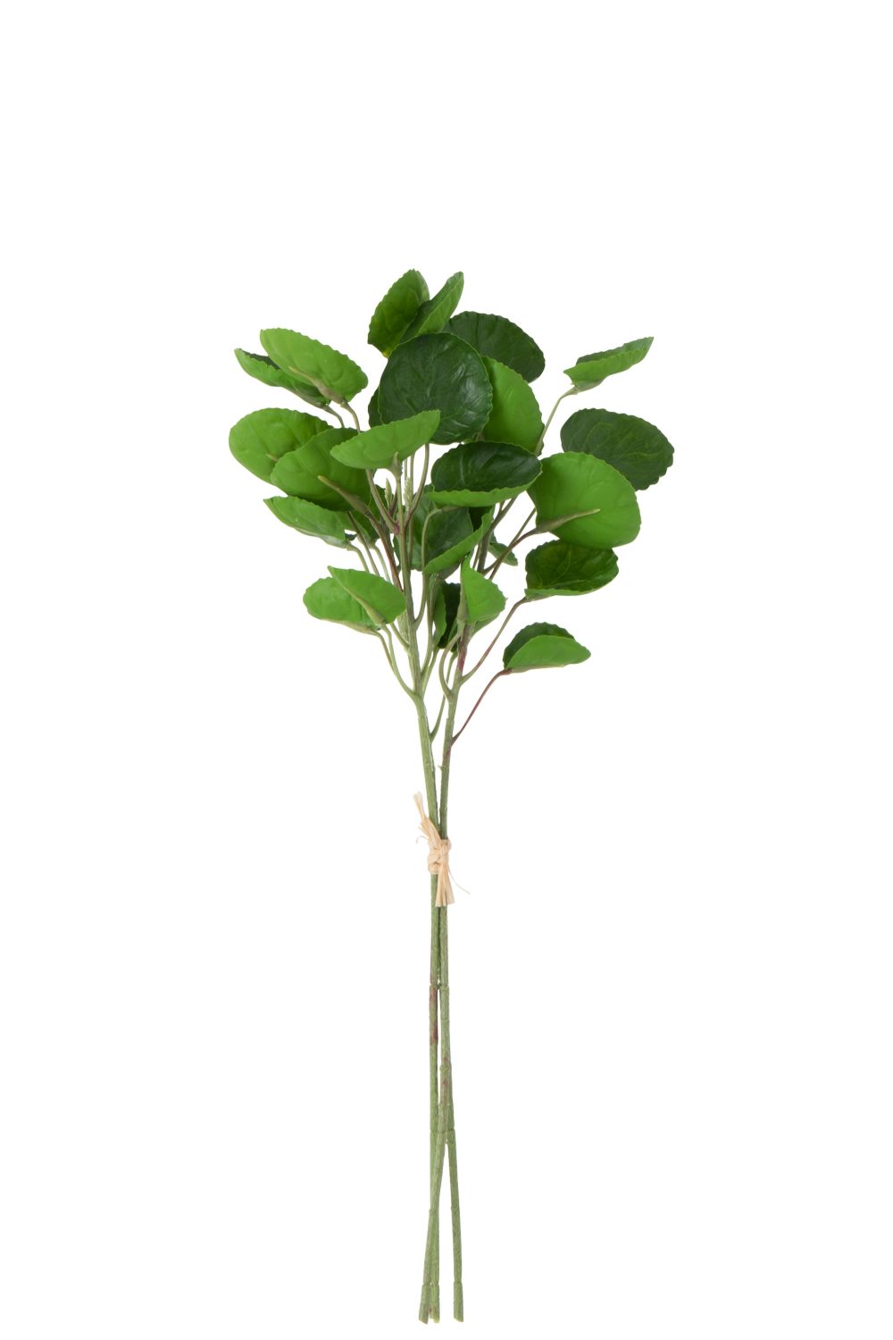 Plantă decorativă BRANCH MONEY